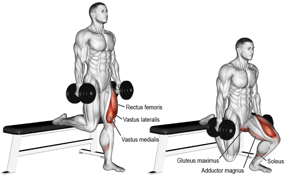 Bài tập cơ đùi sau - Bulgarian Split Squat